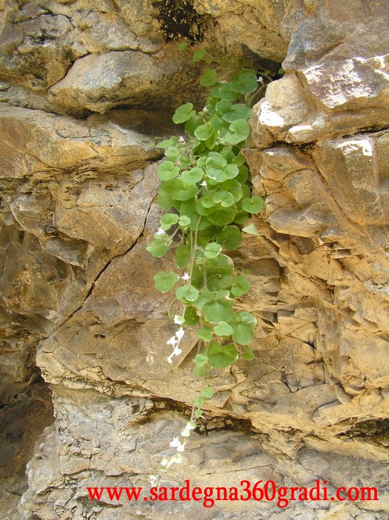 Cymbalaria aequitriloba / Ciombolino trilobo